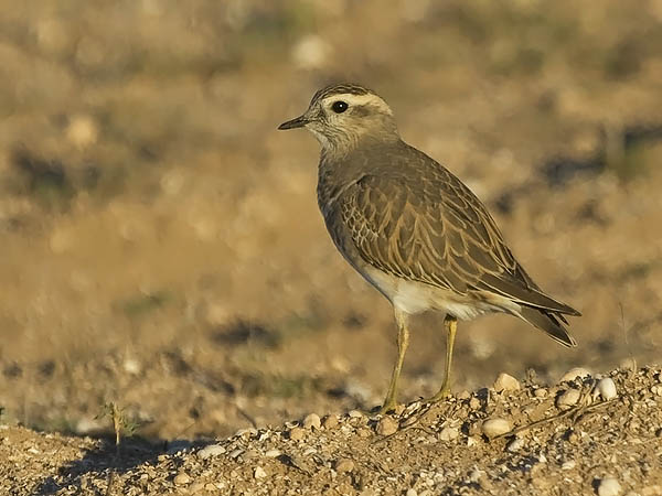 Keräkurmitsa, Eurasian Dotterel, Charadrius morinellus